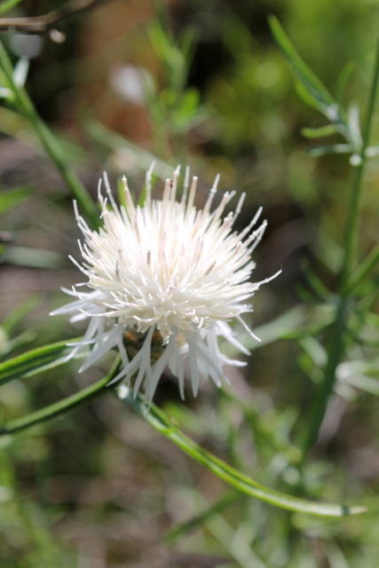 Campi Flegrei - Centaurea deusta